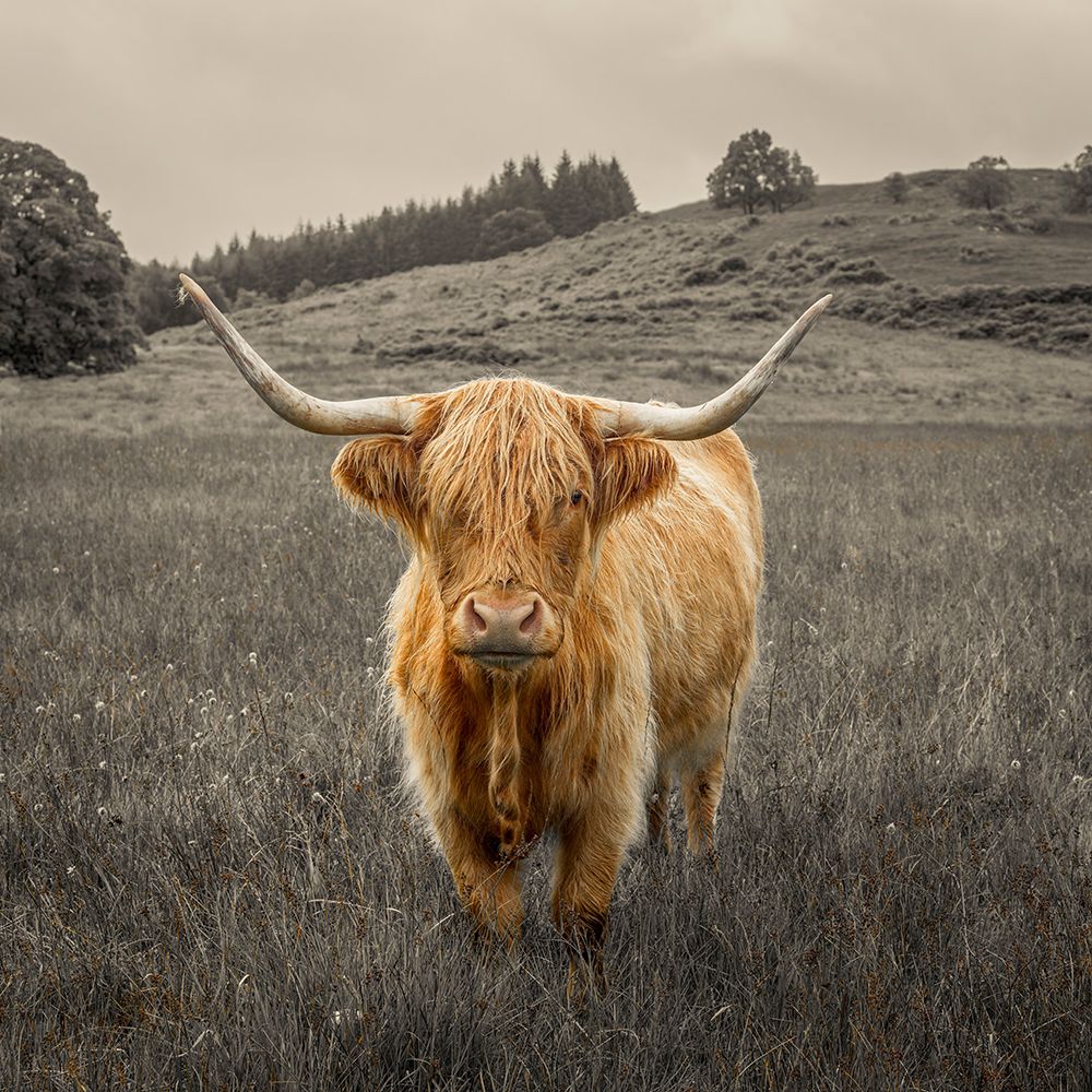 Highland Cow art print by Assaf Frank for $57.95 CAD