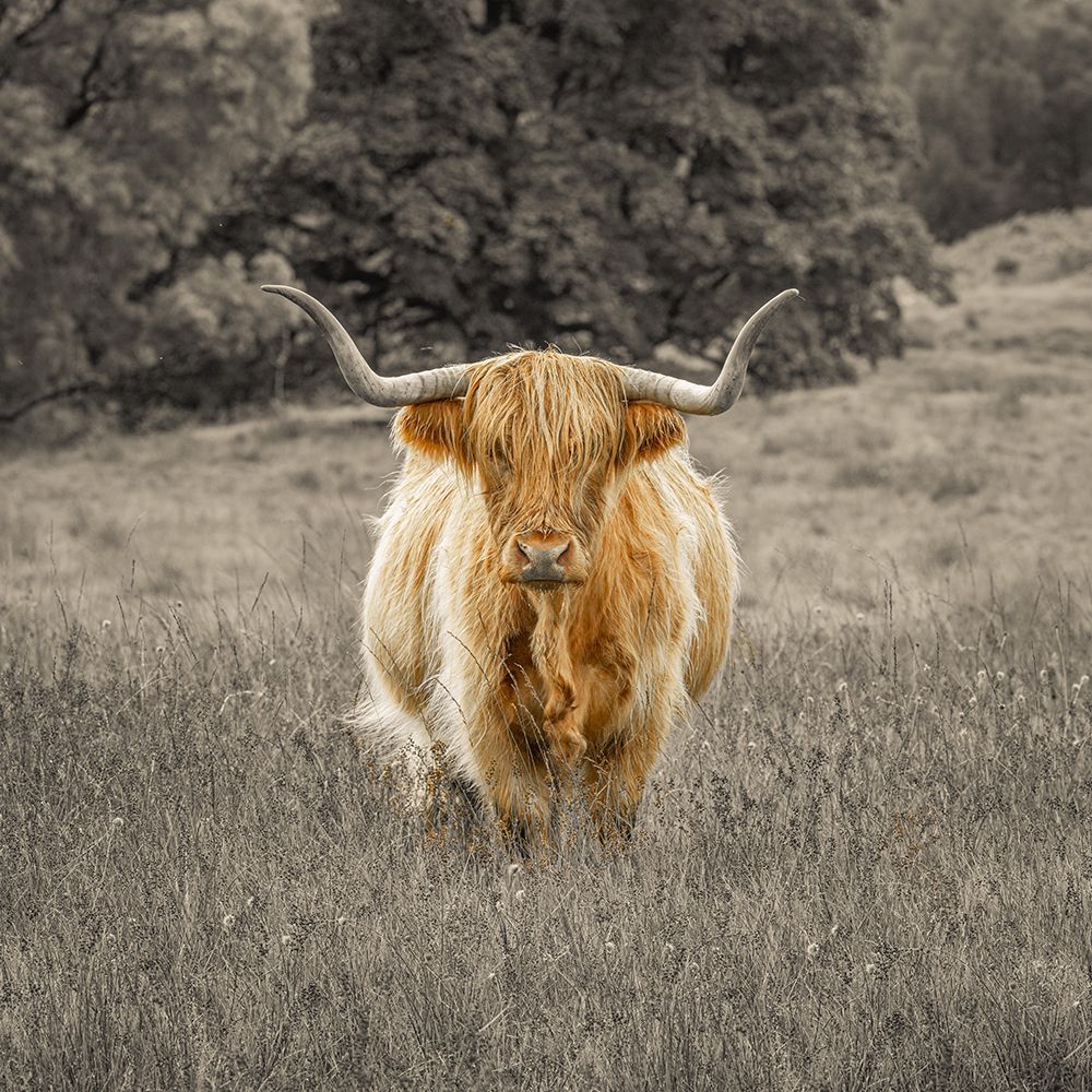 Highland Cow art print by Assaf Frank for $57.95 CAD