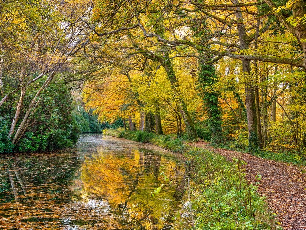 Canal through a forest art print by Assaf Frank for $57.95 CAD
