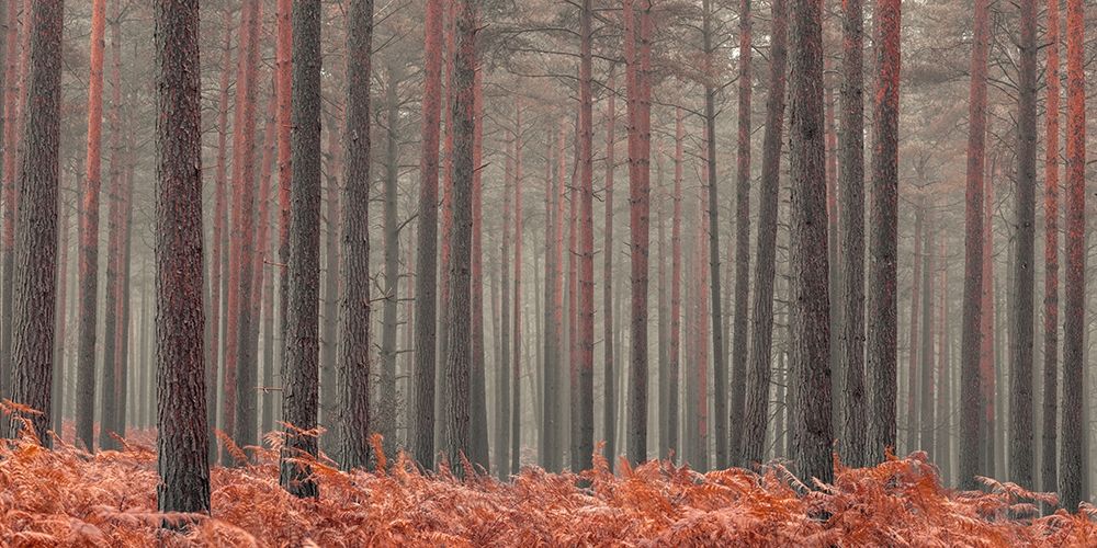 Misty Forest art print by Assaf Frank for $57.95 CAD