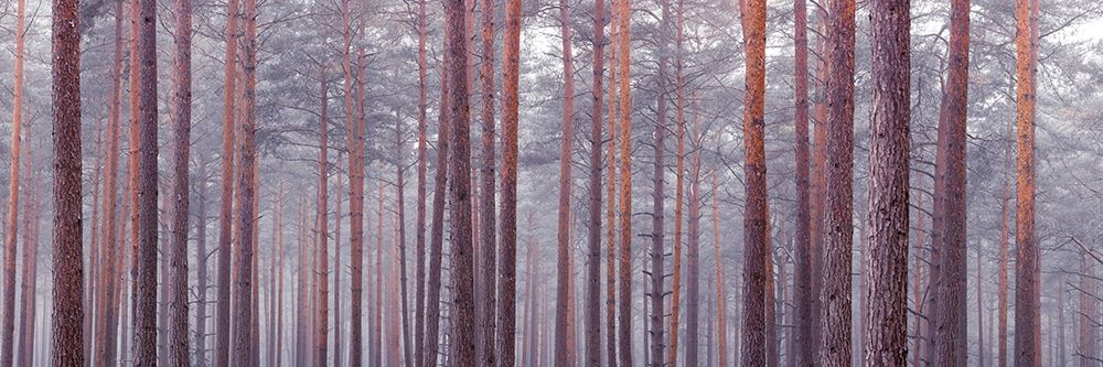 Tree trunks art print by Assaf Frank for $57.95 CAD