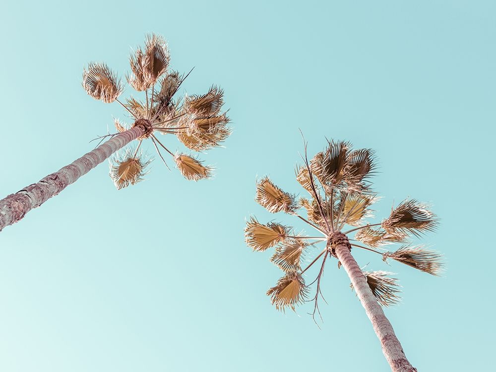 Palm trees art print by Assaf Frank for $57.95 CAD