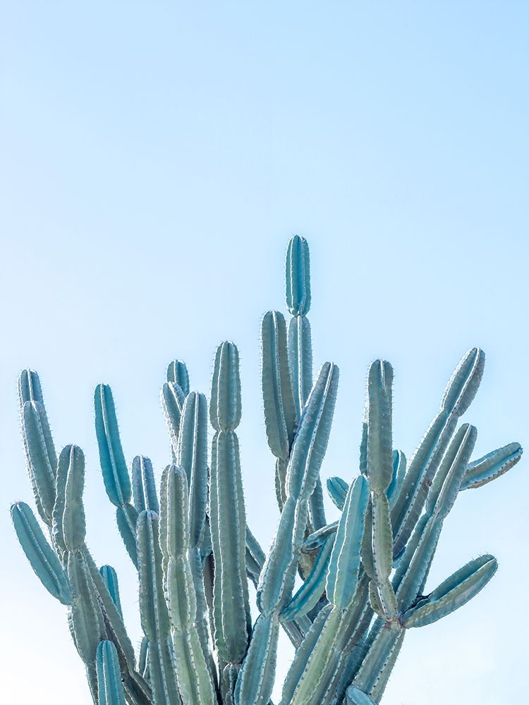 Cactus art print by Assaf Frank for $57.95 CAD
