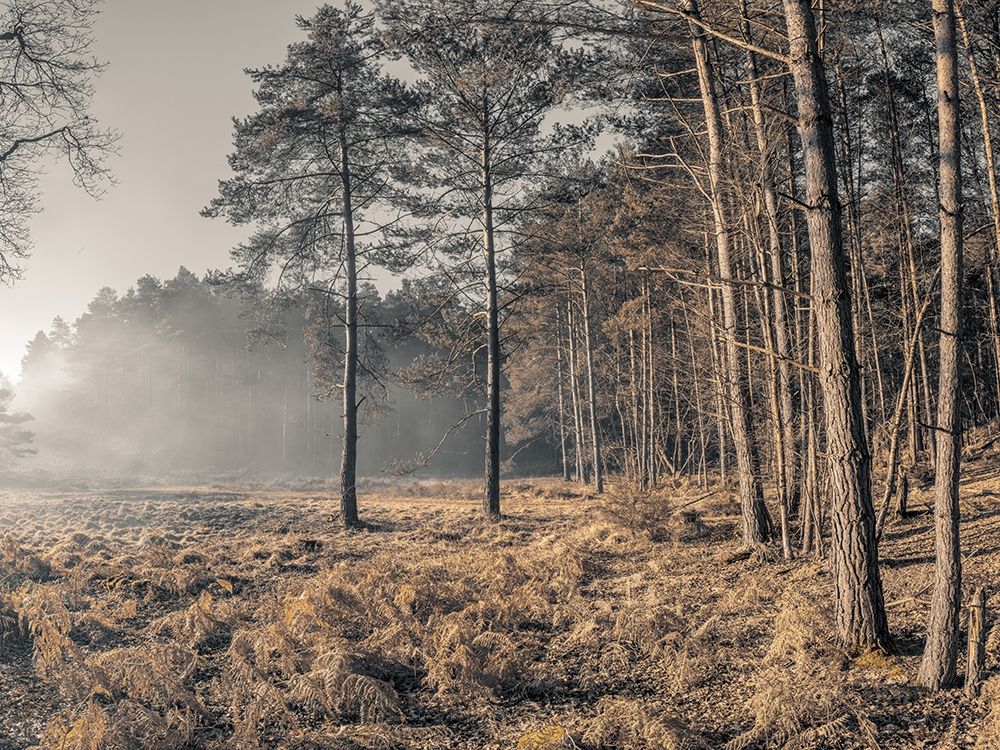 Misty forest art print by Assaf Frank for $57.95 CAD