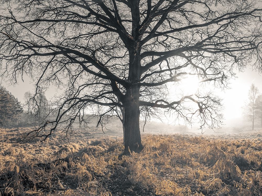 Misty forest art print by Assaf Frank for $57.95 CAD