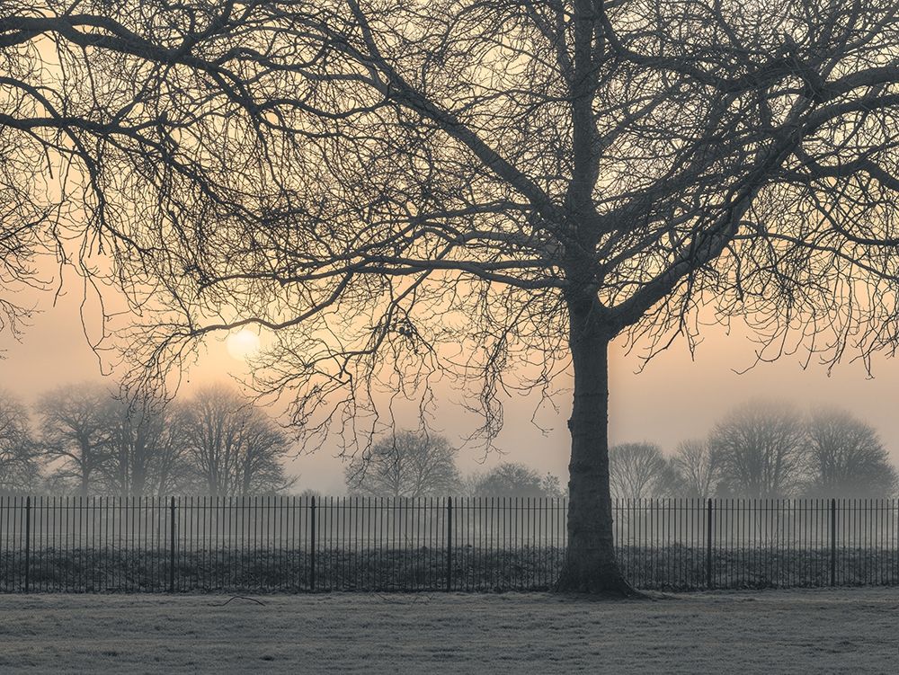 Misty morning art print by Assaf Frank for $57.95 CAD