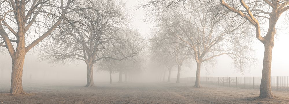 Pathway through trees art print by Assaf Frank for $57.95 CAD