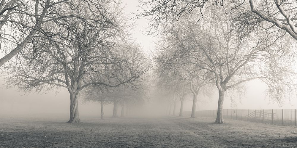Pathway through trees art print by Assaf Frank for $57.95 CAD