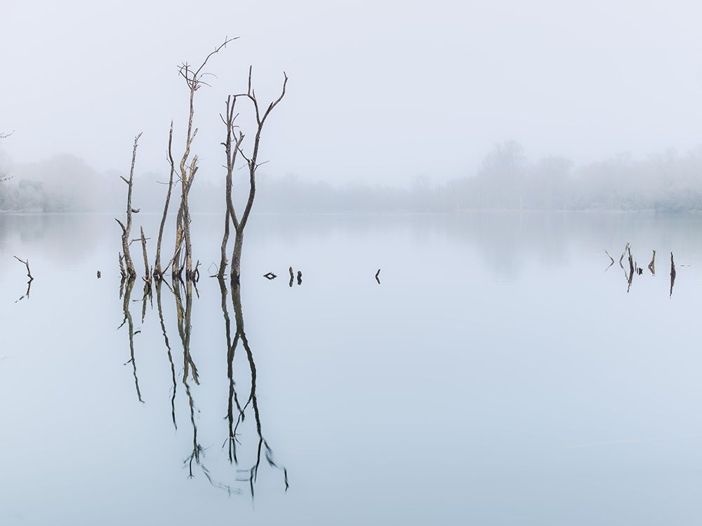 Branches in lake, reflection art print by Assaf Frank for $57.95 CAD