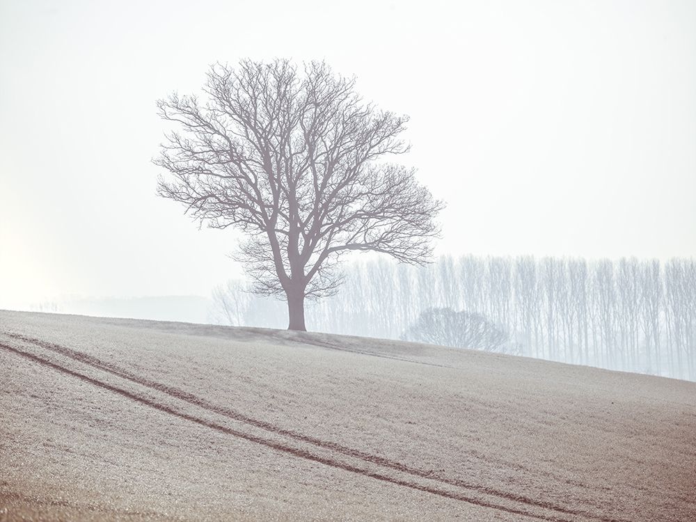 Trees on a hill art print by Assaf Frank for $57.95 CAD