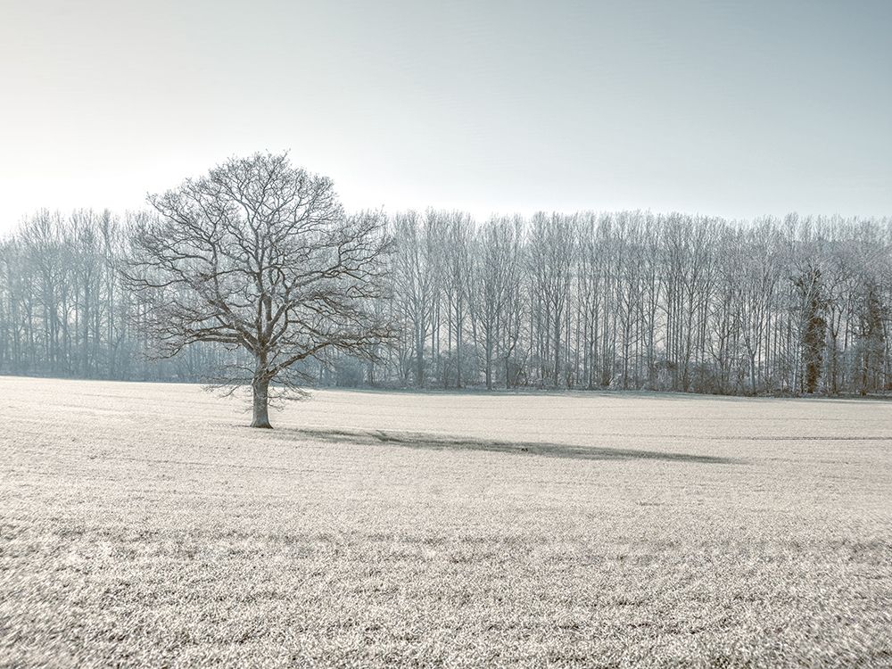 Trees on grass field art print by Assaf Frank for $57.95 CAD