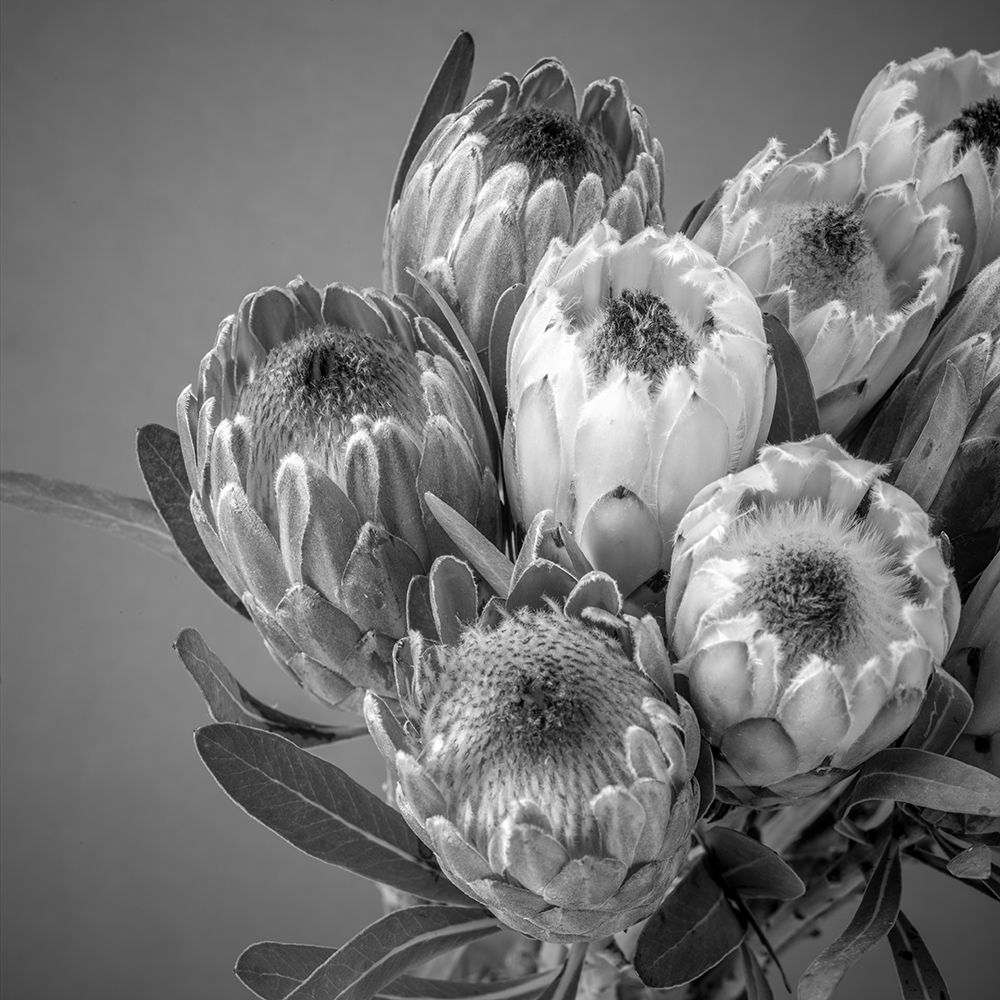 Protea flowers art print by Assaf Frank for $57.95 CAD