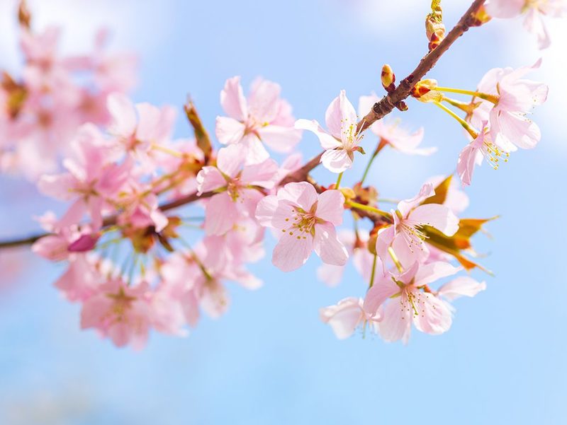 Blossoms art print by Assaf Frank for $57.95 CAD