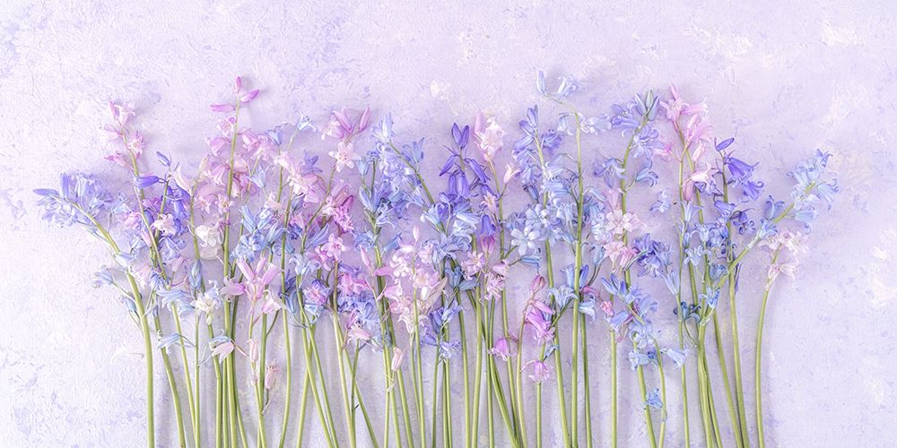 Bluebell flowers art print by Assaf Frank for $57.95 CAD