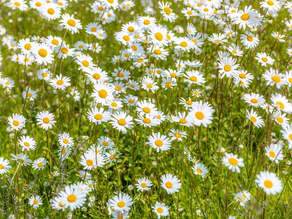 Daisy flowers art print by Assaf Frank for $57.95 CAD