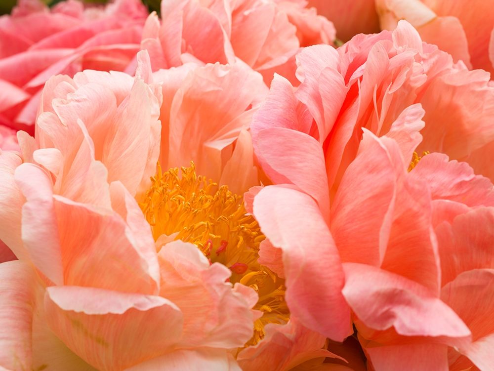 Chelsea flowers art print by Assaf Frank for $57.95 CAD