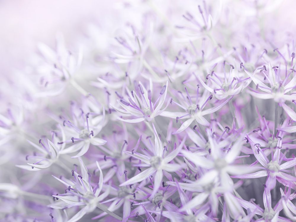 Allium flowers close-up art print by Assaf Frank for $57.95 CAD