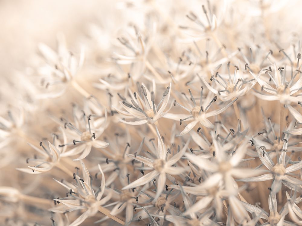 Allium flowers close-up art print by Assaf Frank for $57.95 CAD