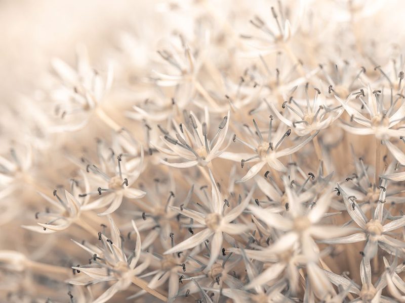 Allium flowers close-up art print by Assaf Frank for $57.95 CAD