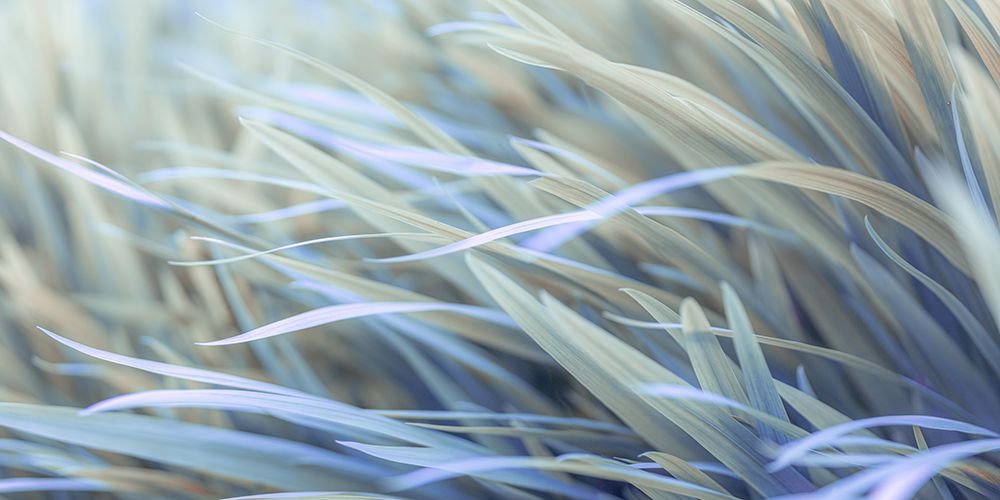 Grass art print by Assaf Frank for $57.95 CAD