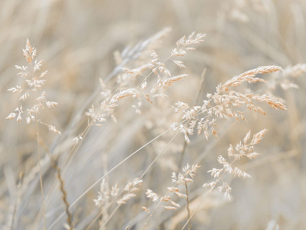 Grass Meadow art print by Assaf Frank for $57.95 CAD