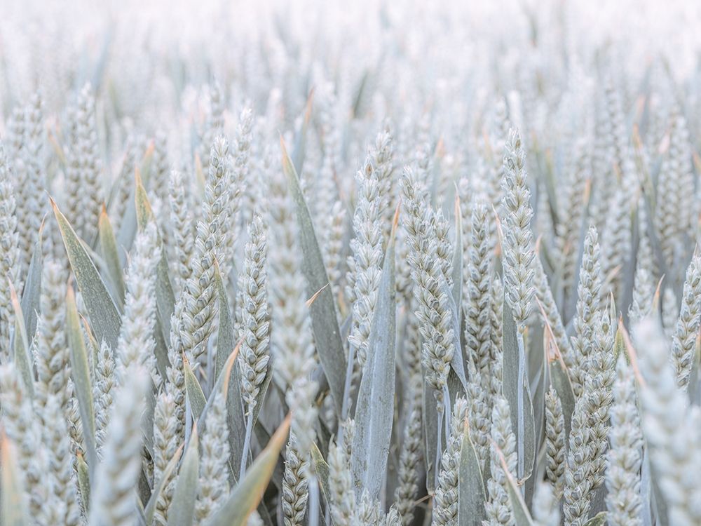 Wheat field art print by Assaf Frank for $57.95 CAD