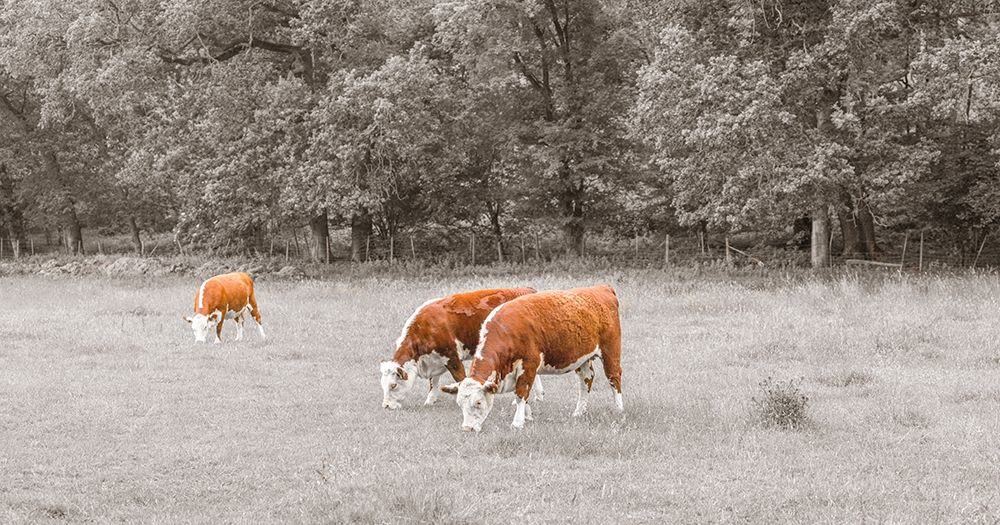 Cows in the field art print by Assaf Frank for $57.95 CAD
