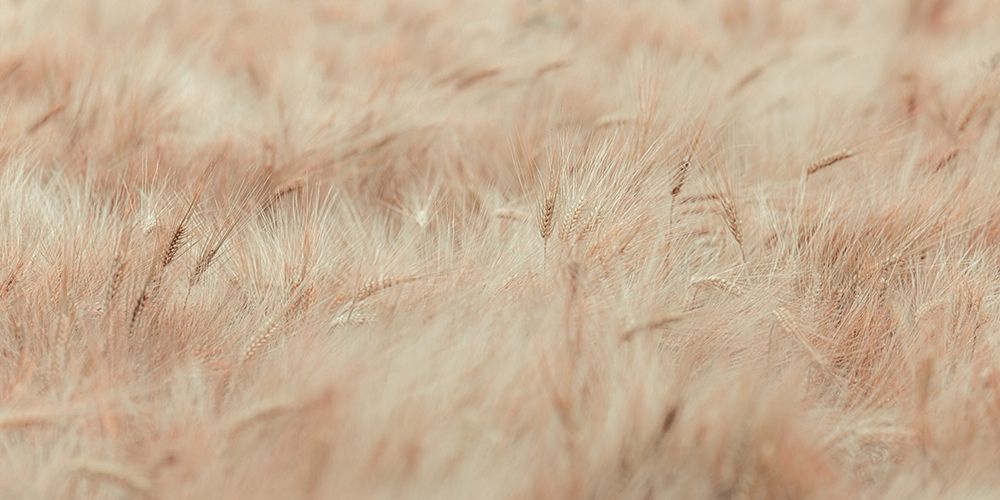 Wheat field art print by Assaf Frank for $57.95 CAD