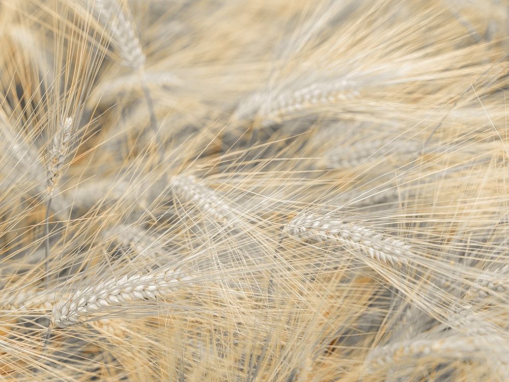 Wheat field art print by Assaf Frank for $57.95 CAD