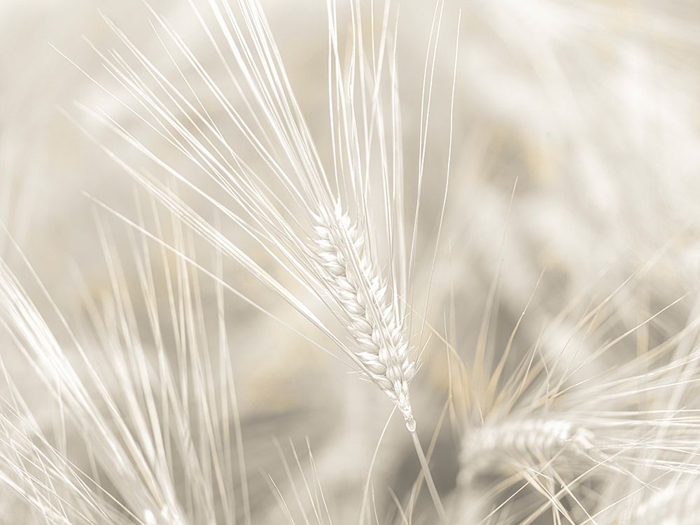 Wheat close-up art print by Assaf Frank for $57.95 CAD