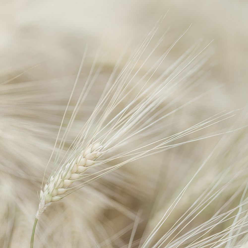 Wheat close-up art print by Assaf Frank for $57.95 CAD
