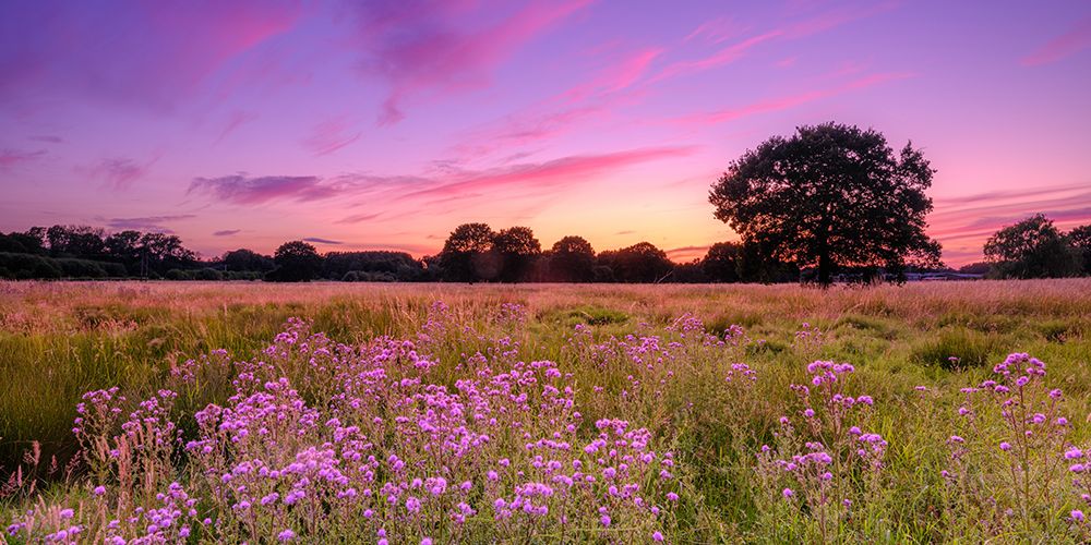 Sunset over meadow art print by Assaf Frank for $57.95 CAD
