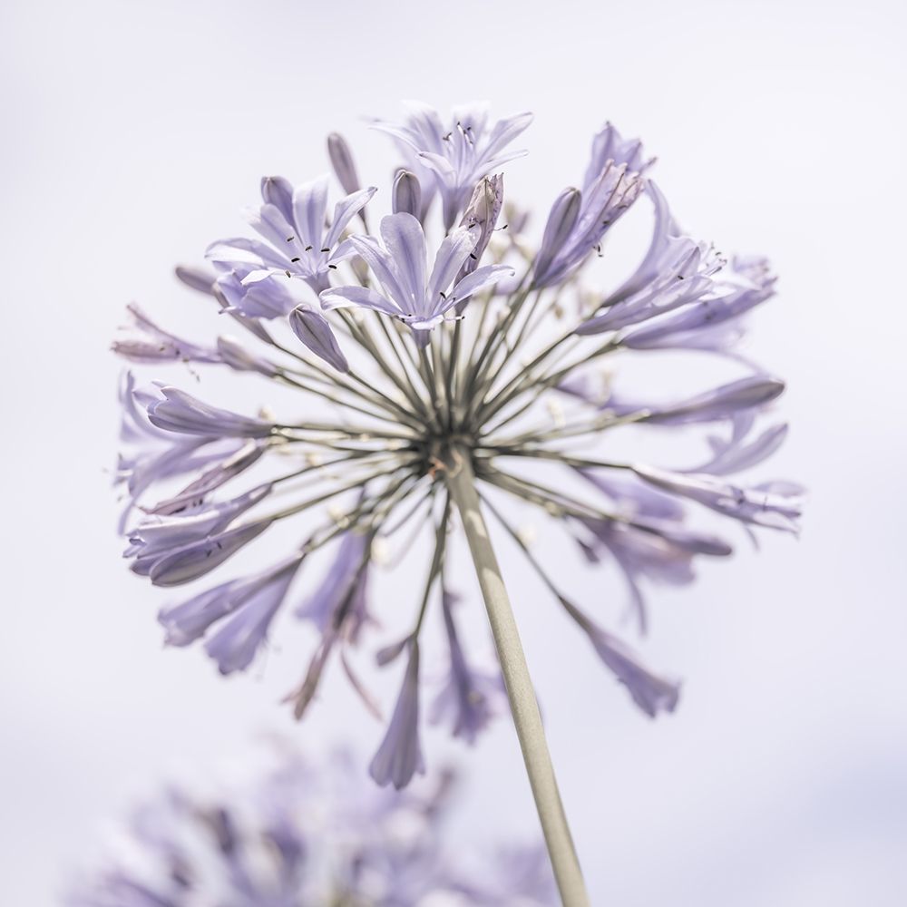 African Lily flowers art print by Assaf Frank for $57.95 CAD