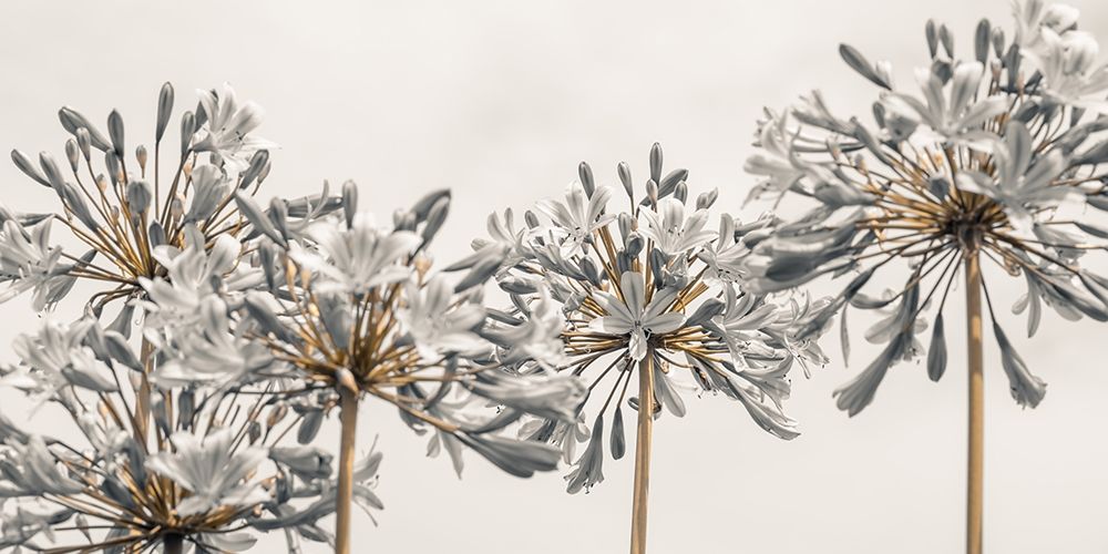 African Lily flowers art print by Assaf Frank for $57.95 CAD