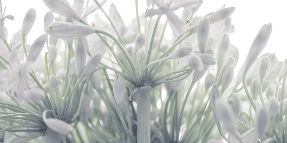 African Lily flowers art print by Assaf Frank for $57.95 CAD