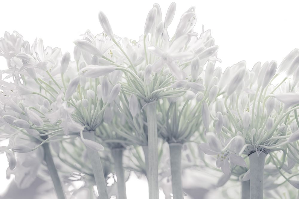 African Lily flowers art print by Assaf Frank for $57.95 CAD
