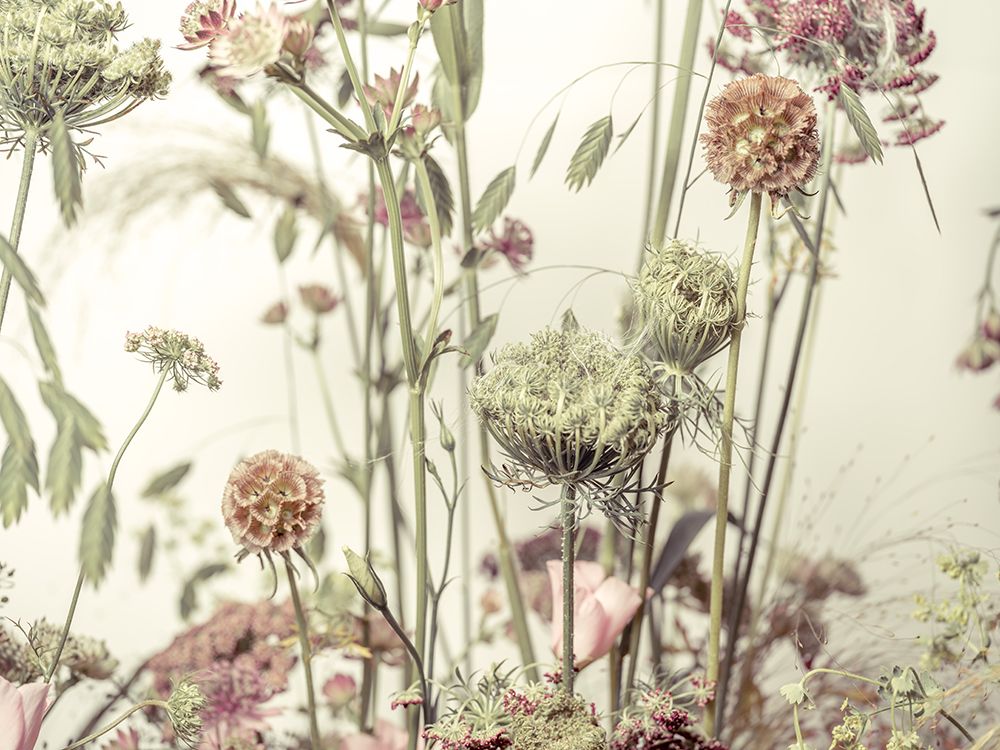 Meadow Flowers art print by Assaf Frank for $57.95 CAD