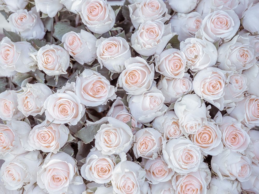 Full frame of Roses art print by Assaf Frank for $57.95 CAD