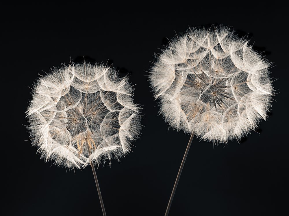 Dandelion Clock on black background art print by Assaf Frank for $57.95 CAD