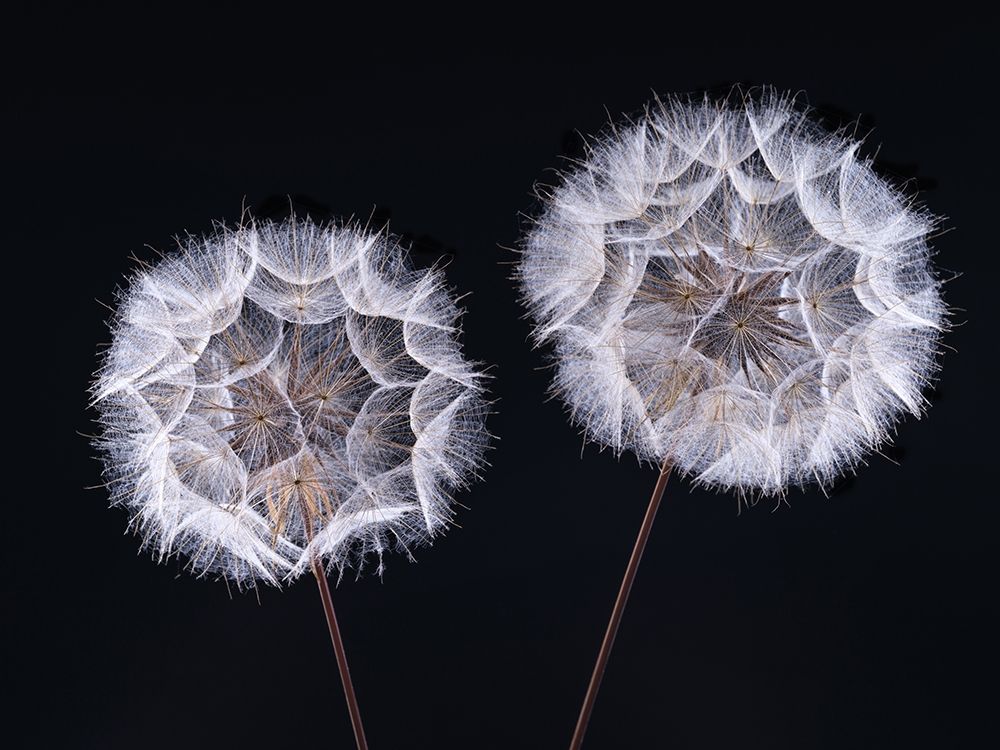 Dandelion Clock on black background art print by Assaf Frank for $57.95 CAD