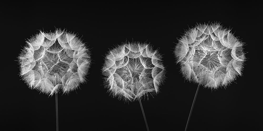 Dandelion Clock on black background art print by Assaf Frank for $57.95 CAD