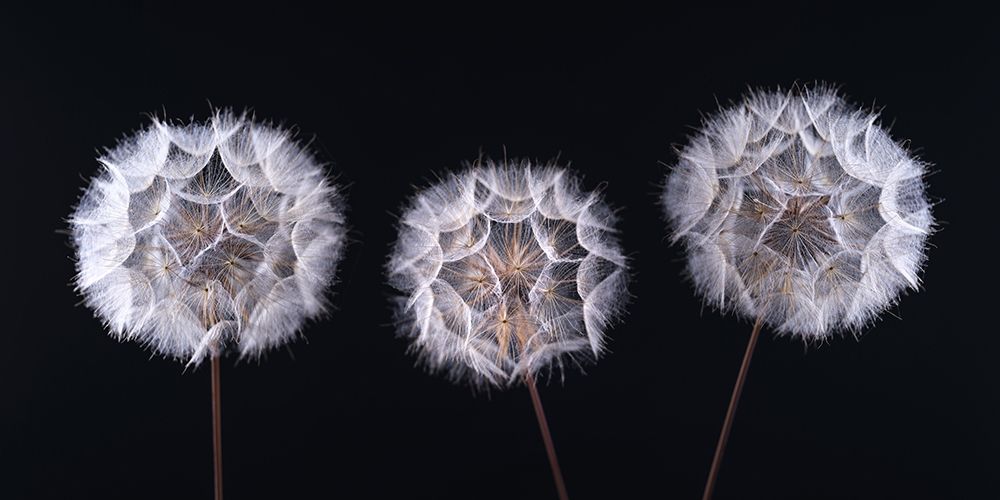 Dandelion Clock on black background art print by Assaf Frank for $57.95 CAD