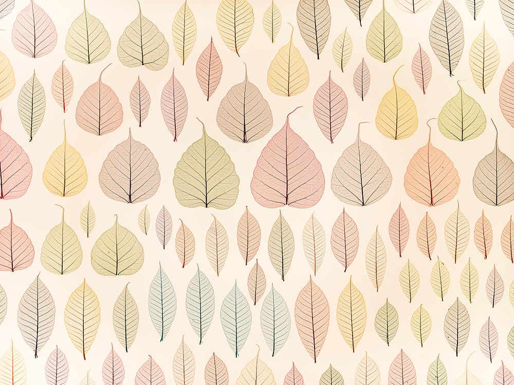 Skeleton leaves art print by Assaf Frank for $57.95 CAD
