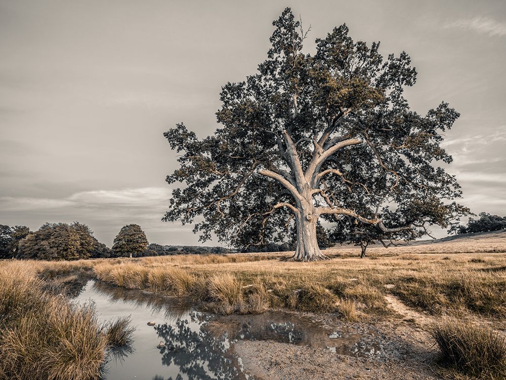 Single tree in a meadow art print by Assaf Frank for $57.95 CAD