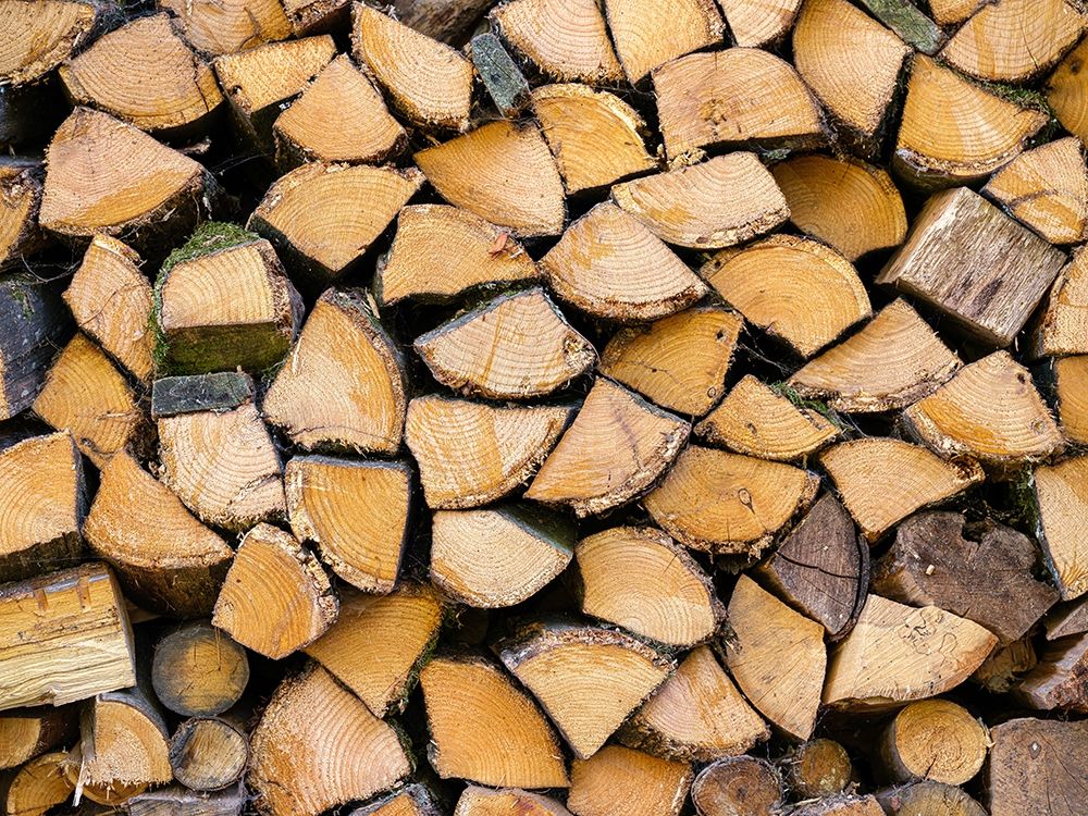 Wood logs art print by Assaf Frank for $57.95 CAD