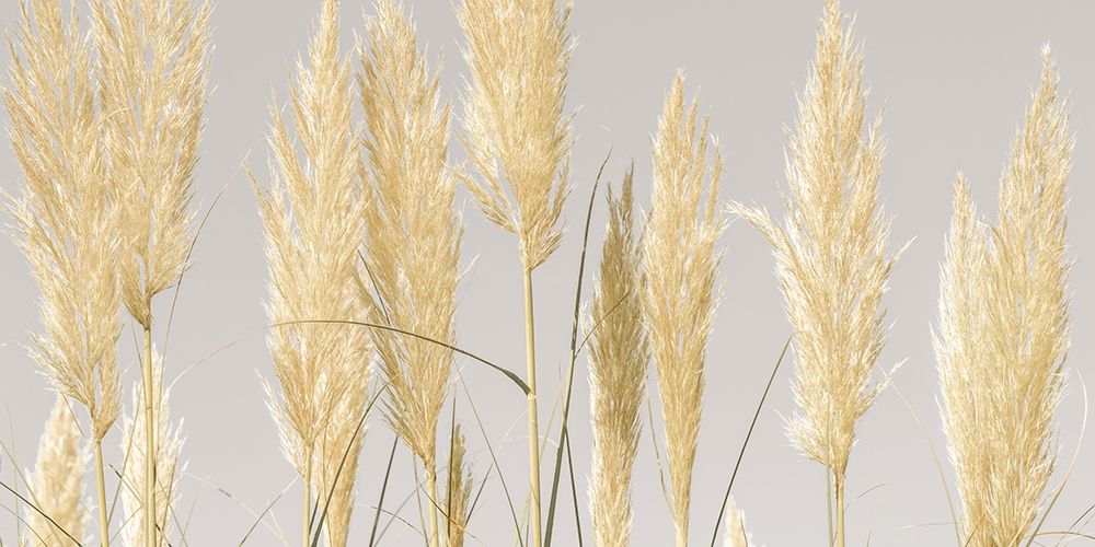 Feather Reeds art print by Assaf Frank for $57.95 CAD