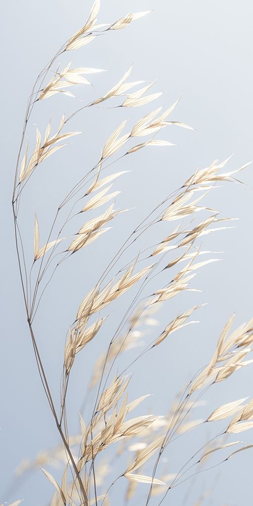 Panicle ripe Oats art print by Assaf Frank for $57.95 CAD