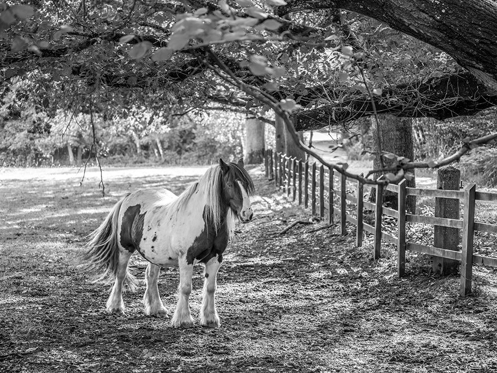 Horse in a farm art print by Assaf Frank for $57.95 CAD