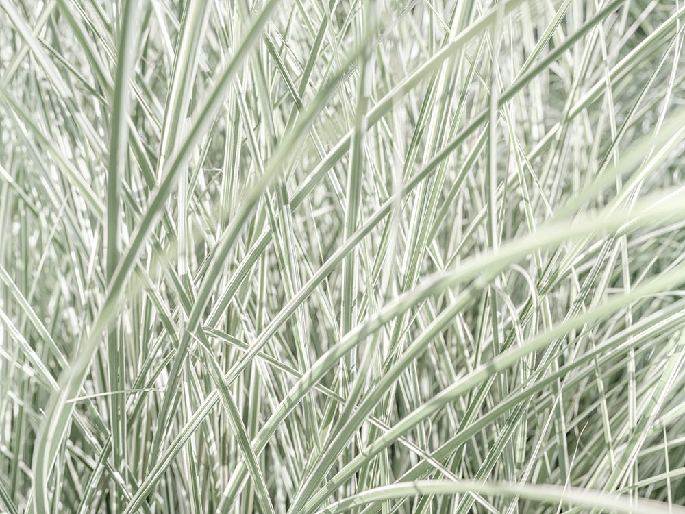 Silver Maiden Grass art print by Assaf Frank for $57.95 CAD