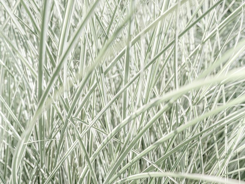 Silver Maiden Grass art print by Assaf Frank for $57.95 CAD